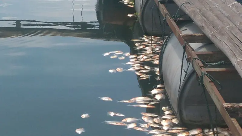 Ikan Mati Mendadak di Cianjur