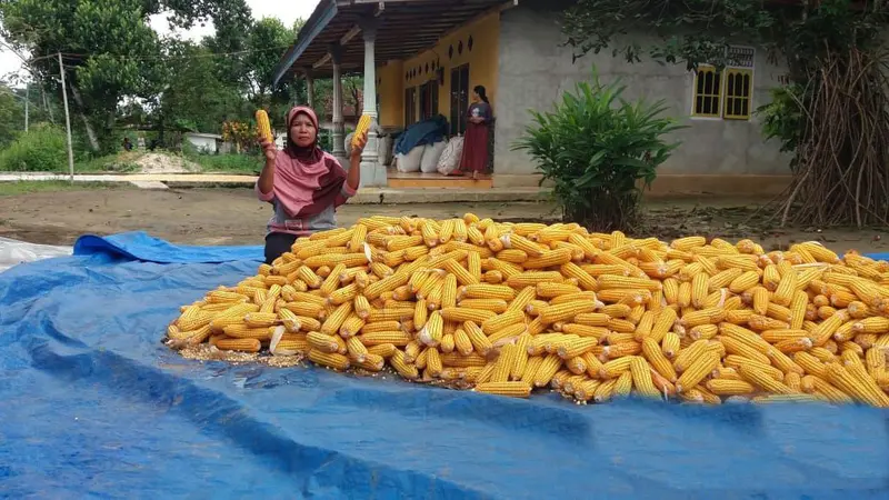 Panen Melimpah, Kostratani Lampung Tengah Jamin Stok Jagung Aman Hingga September 2020