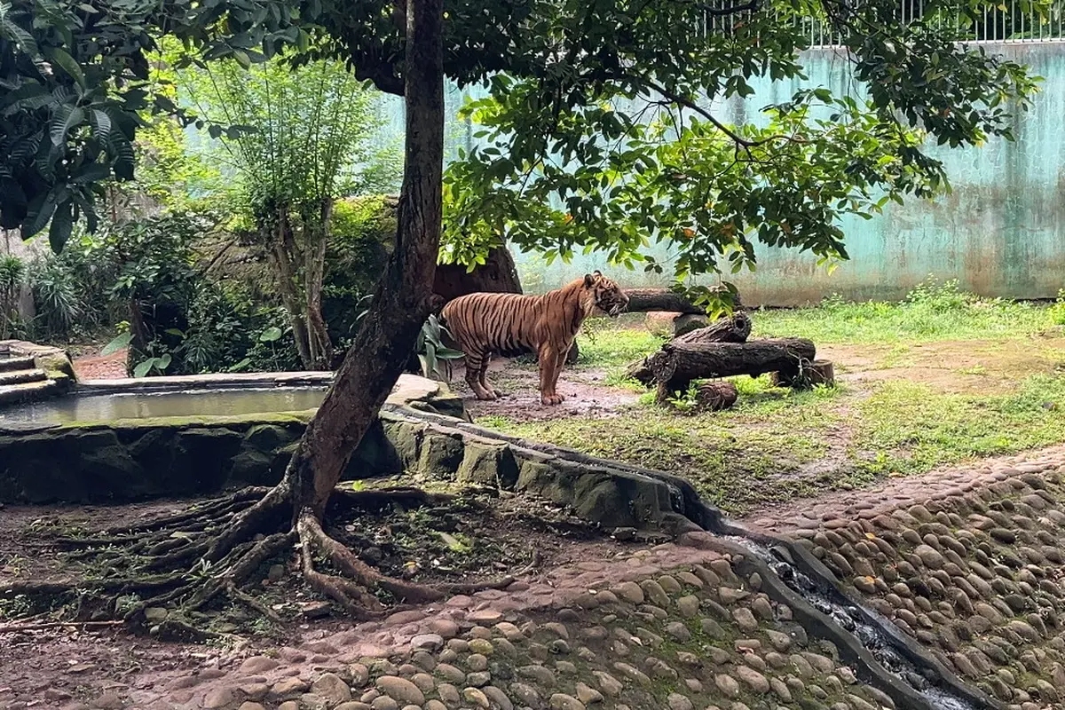 Harimau Sri Deli Tampak Sehat