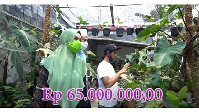 7 Momen Kartika Putri Berburu Janda Bolong, Kaget Harganya Capai Rp 90 Juta