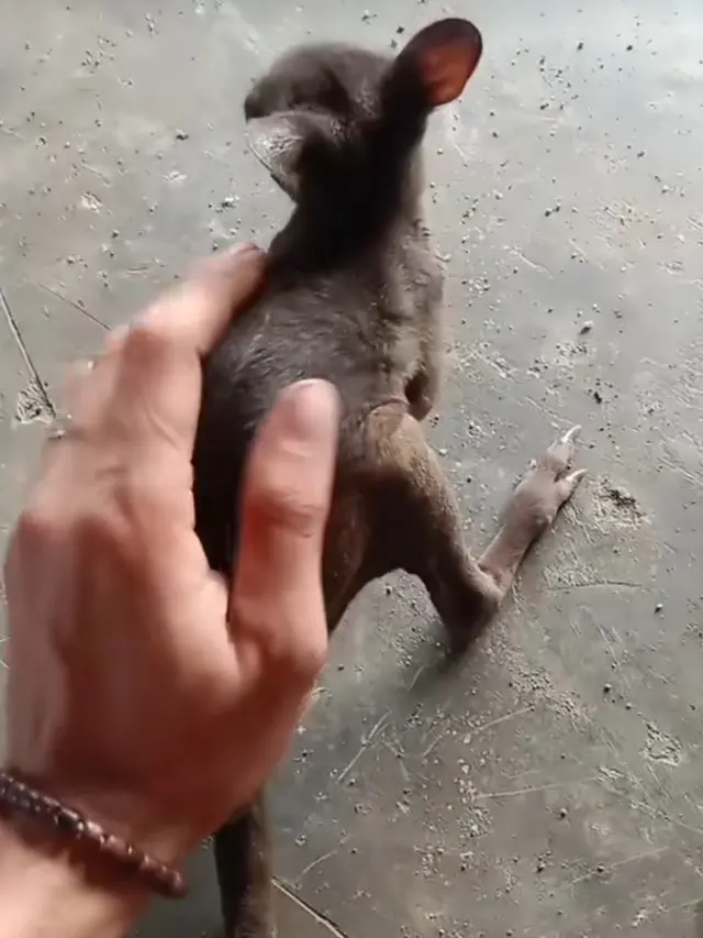 Peliharaan Unik
