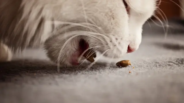 Makanan kucing  (sumber: Pixabay)