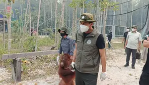 Langkah Kemenhut Agar Orangutan Terhindar Asap Kebakaran Hutan