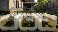 Cara Budidaya Ikan Lele di Jerigen Bekas yang Mudah Dirawat hingga Proses Panennya