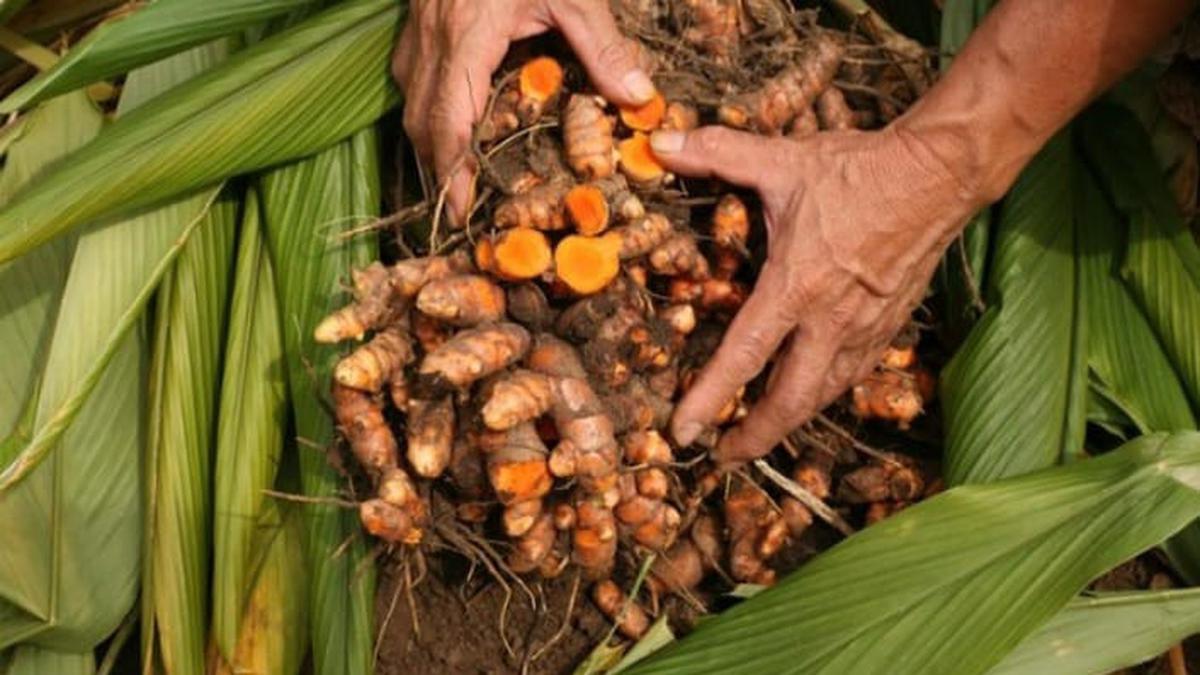 Cara Praktis Memanen Kunyit dari Pekarangan Rumah