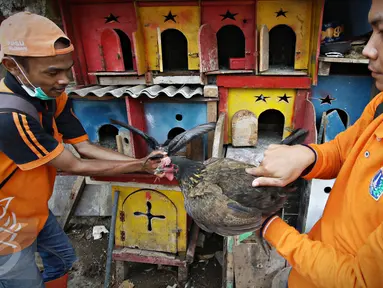 Petugas Sudin Kelautan Pertanian dan Ketahanan Pangan (KPKP) melakukan penertiban sejumlah unggas di bantaran Kali Ciliwung, Senen, Jakarta, Rabu (18/11). Penertiban dilakukan untuk mencegah penyebaran virus flu burung. (Liputan6.com/Immanuel Antonius)