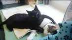 Bak  seorang perawat yang mengerti apa yang dibutuhkan oleh pasiennya, seekor kucing asal Polandia ini merawat hewan lain.