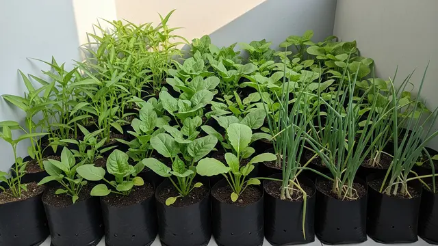 Kebun Sayur Mini dengan Sistem Polybag