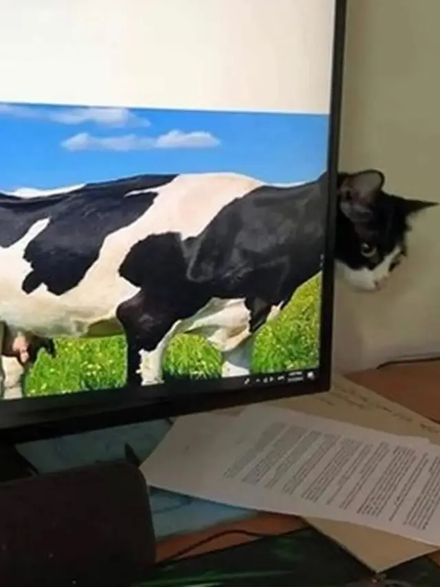 6 Momen Kebetulan Kucing di Depan Layar Ini Ciptakan Ilusi Optik