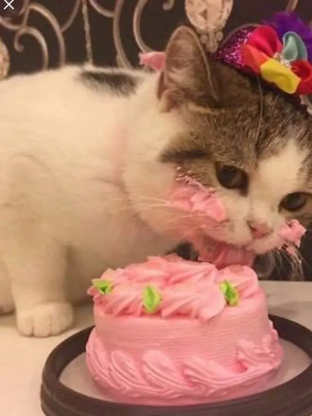 potret kocak kucing ulang tahun
