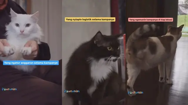 Aksi Gemas Kucing Anies Baswedan Pertanyakan Anggaran Kampanye, Mau Jadi Pawsiden