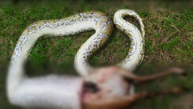 Telan Mangsa Yang Kelewat Besar Ular Piton Muntah Lalu