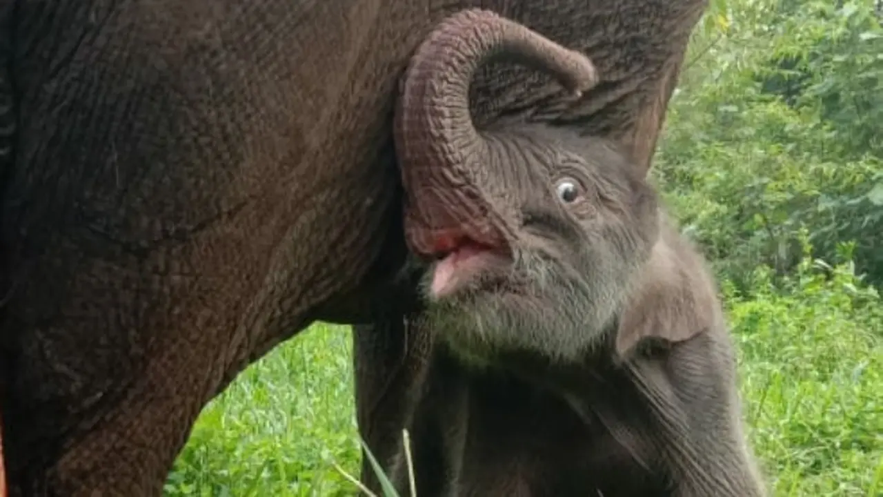 Penampakan bayi gajah betina yang baru saja lahir di Taman Nasional Tesso Nilo.