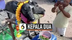 Seekor anak kerbau lahir dengan memiliki dua kepala di Thailand. Hewan tersebut mati sesaat setelah dilahirkan. Meski demikian, warga tetap mengabadikannya karena dipercaya membawa keberuntungan.