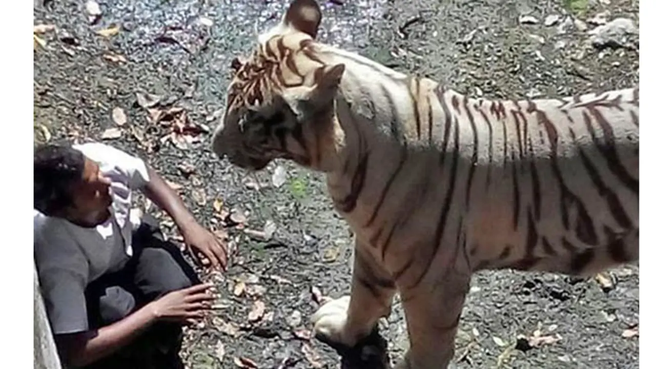 Tragis, Mahasiswa Tewas Diterkam Harimau Ramai di YouTube 