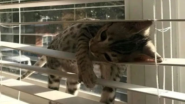 10 Gaya Nyeleneh Kucing Ini Bikin Geleng-Geleng Kepala