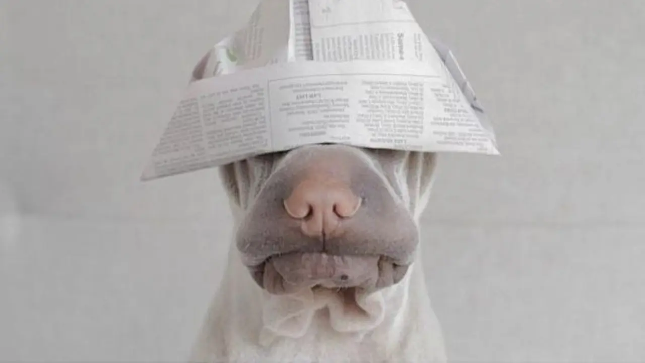 Anjing Keriput Menggemaskan Ini Bakal Temani Hari Liburmu