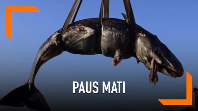 Berita Paus Sperma Hari Ini Kabar Terbaru Terkini Liputan6 Com