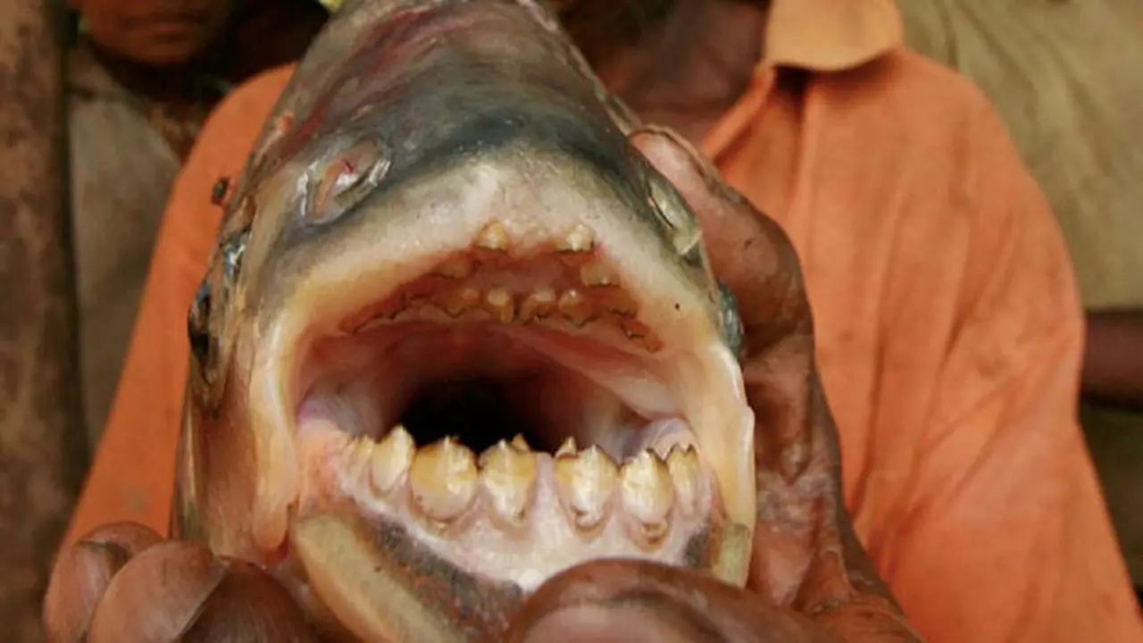 Ikan Bergigi Manusia Pemakan Testikel