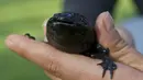Nama ikan unik ini adalah Axolotl (Ambystoma mexicanum). Sebenarnya Axolotl bukanlah sejenis ikan, melainkan sejenis salamander langka yang terdapat di Mexico City, Meksiko selatan (29/8/2014) (AFP PHOTO/RONALDO SCHEMIDT)