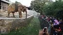 Pengunjung melihat seekor Gajah di Kebun Binatang Ragunan, Jakarta, Jumat (1/1). Jumlah ini mengalami peningkatan hingga empat kali lipat. dibandingkan liburan Natal dan hari biasa. (Liputan6.com/Immanuel Antonius)