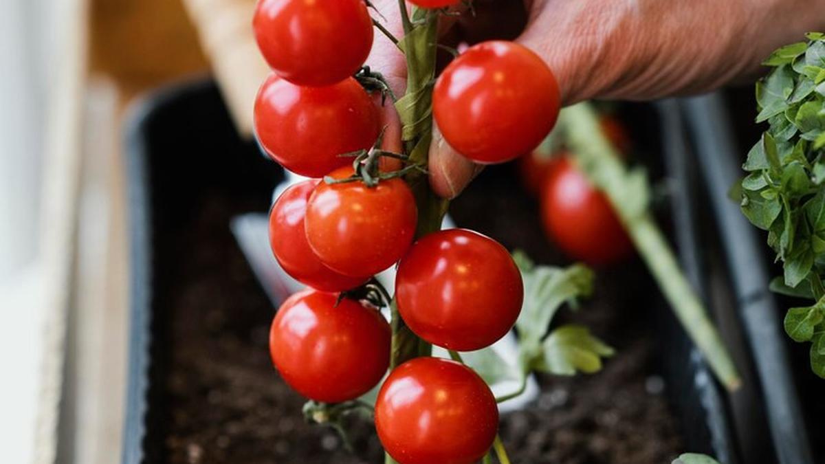 Trik Menumbuhkan Tomat Cherry di Pot Tanpa Ribet, Panen Warnanya Bikin Nagih