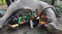 Polda Riau menangkap para tersangka pemburu gading gajah yang telah membantai sedikitnya enam gajah Sumatera di Provinsi Riau dan Jambi, Rabu (11/2/2015).(Antara Foto/wahyudie)