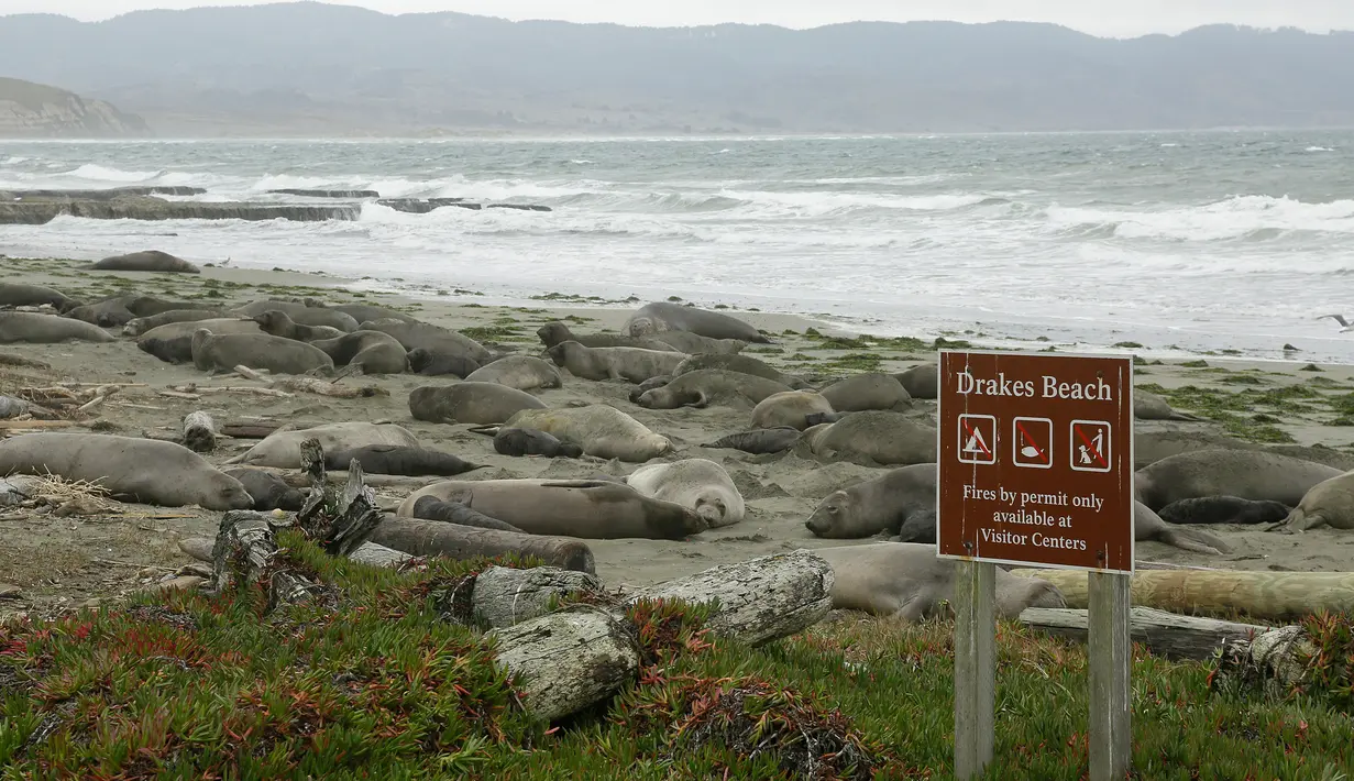 Sekelompok gajah laut dan anak-anak mereka mengambil alih Pantai Drakes di California, Jumat (1/2). Sejak menduduki pantai, sebanyak 35 bayi gajah laut lahir, sehingga saat ini terdapat sedikitnya 100 gajah laut di pantai itu.  (AP/Eric Risberg)