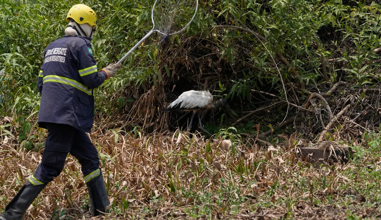 Seekor burung terluka ditemukan di daerah yang dikelilingi oleh kebakaran hutan di dekat Transpantaneira, negara bagian Mato Grosso, Brasil, Kamis, 16 November 2023. (AP Photo/Andre Penner)