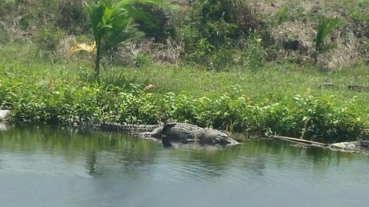 Buaya Mati Telentang di Jambi