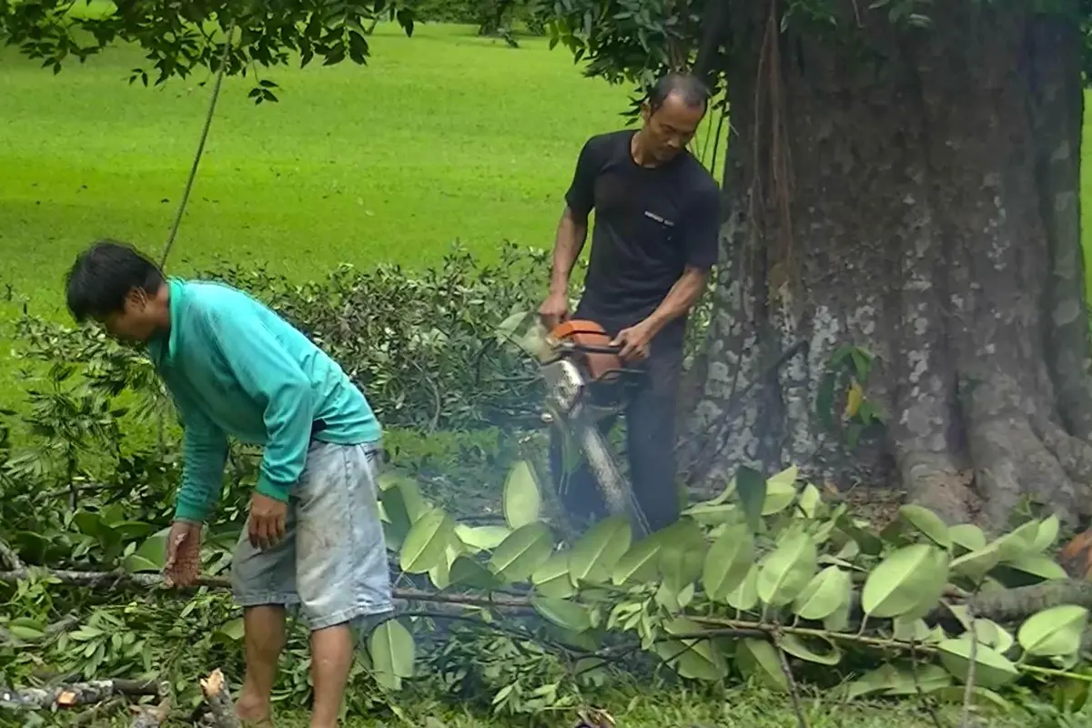 Penebangan pohon di Kebun Raya Bogor. (Liputan6.com/Bima Firmansyah)