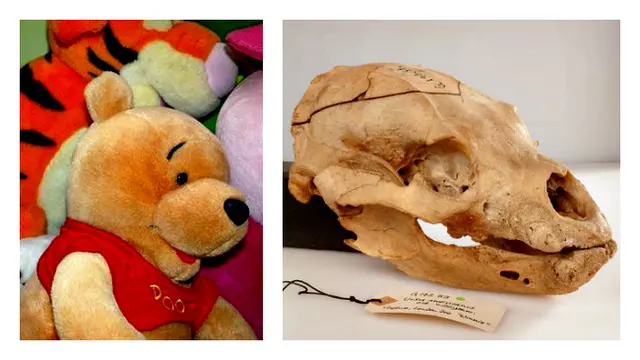 Inilah Tengkorak 'Winnie-the-Pooh' Sesungguhnya