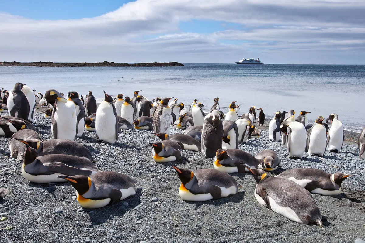 Ilustrasi penguin (AFP)