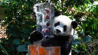 Panda Raksasa Kelahiran Singapura Menyambut Ulang Tahun Pertama