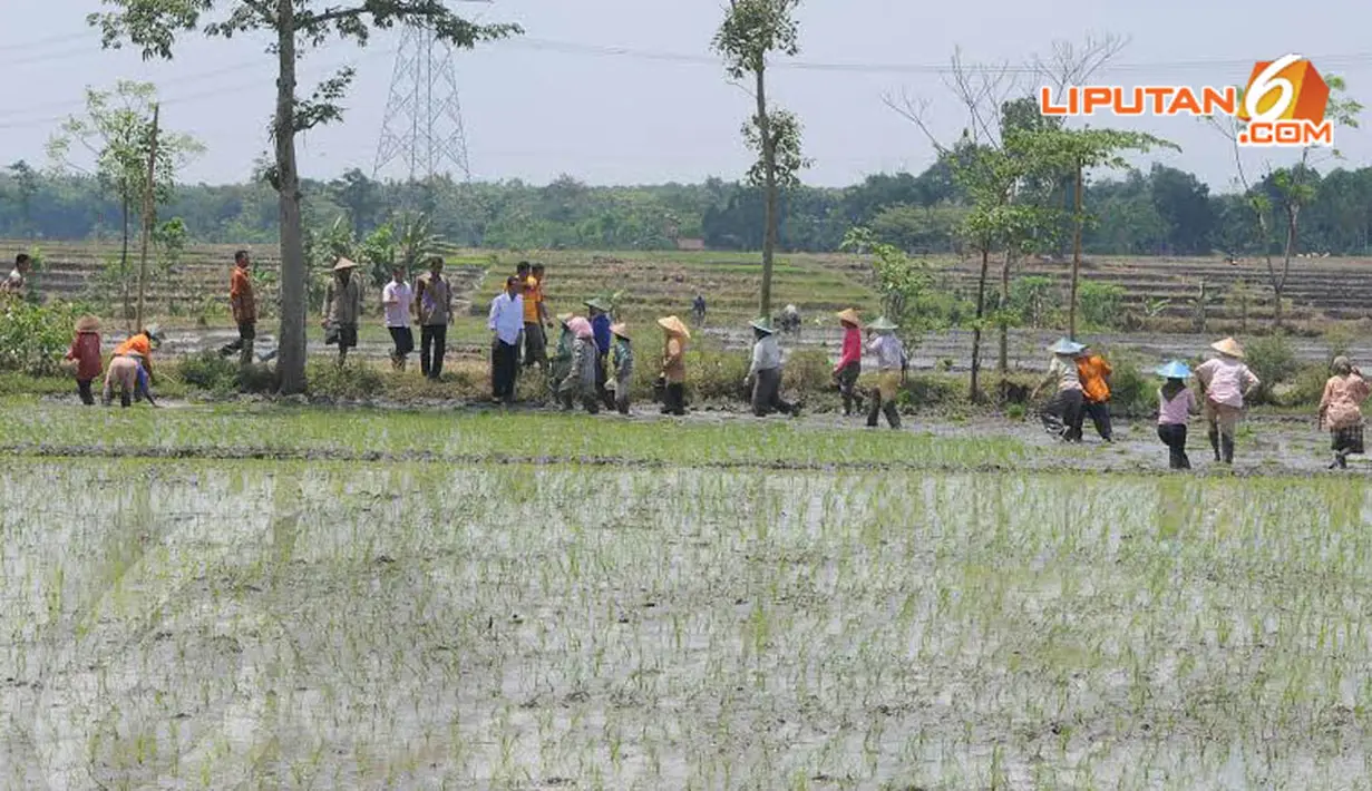 Senin (31/03/14) sekumpulan petani yang sedang menggarap sawah dikejutkan kehadiran Jokowi (Liputan6.com/Herman Zakharia)