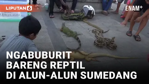 VIDEO: Puluhan Reptil Hibur Masyarakat yang Ngabuburit di Alun-alun Sumedang