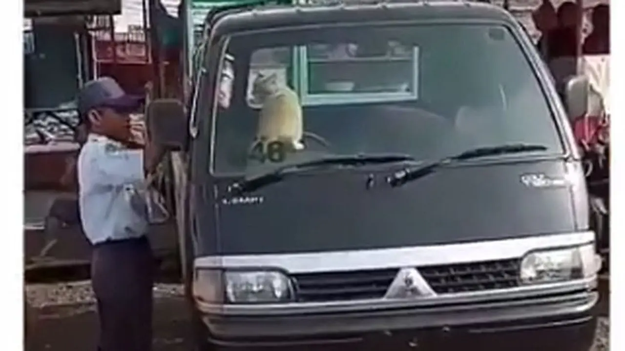 Kucing Oren