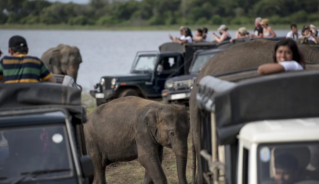 Wisatawan melihat melihat kawanan gajah Asia di Taman Nasional Minneriya di Sri Lanka tengah utara (17/5). Taman ini dibangun pada masa pemerintahan Kerajaan Anuradhapura oleh raja Mahasena sekitar 277 Masehi. (AFP Photo/Alex Ogle)
