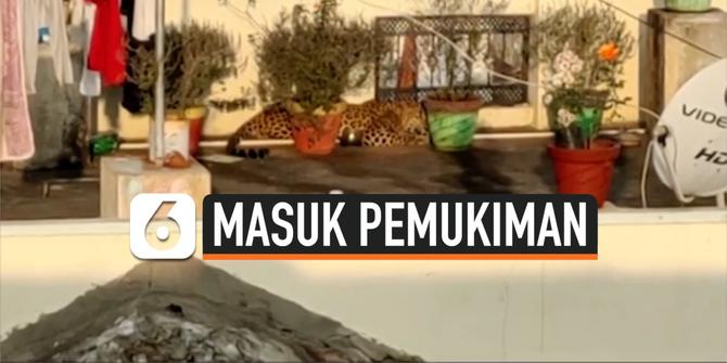 VIDEO: Geger Macan Tutul Masuk Permukiman Warga