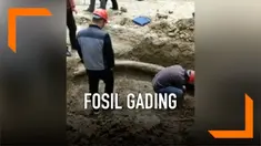 Pekerja konstruksi temukan fosil gading dengan panjang tiga meter di China. Fosil diperkirakan berasal dari satu juta tahun lalu.