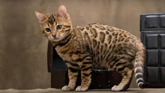 Kucing Cheetoh