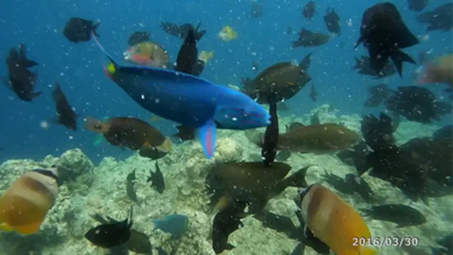 [Bintang] Begini Keindahan Taman Nasional Bunaken