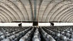 Warga membuat media tanam untuk jamur pangan di Wilayah Luannan, Provinsi Hebei, China utara (7/10/2020). Output tahunan dari berbagai jenis jamur pangan di wilayah tersebut mencapai lebih dari 10 juta kilogram. (Xinhua/Yang Shiyao)