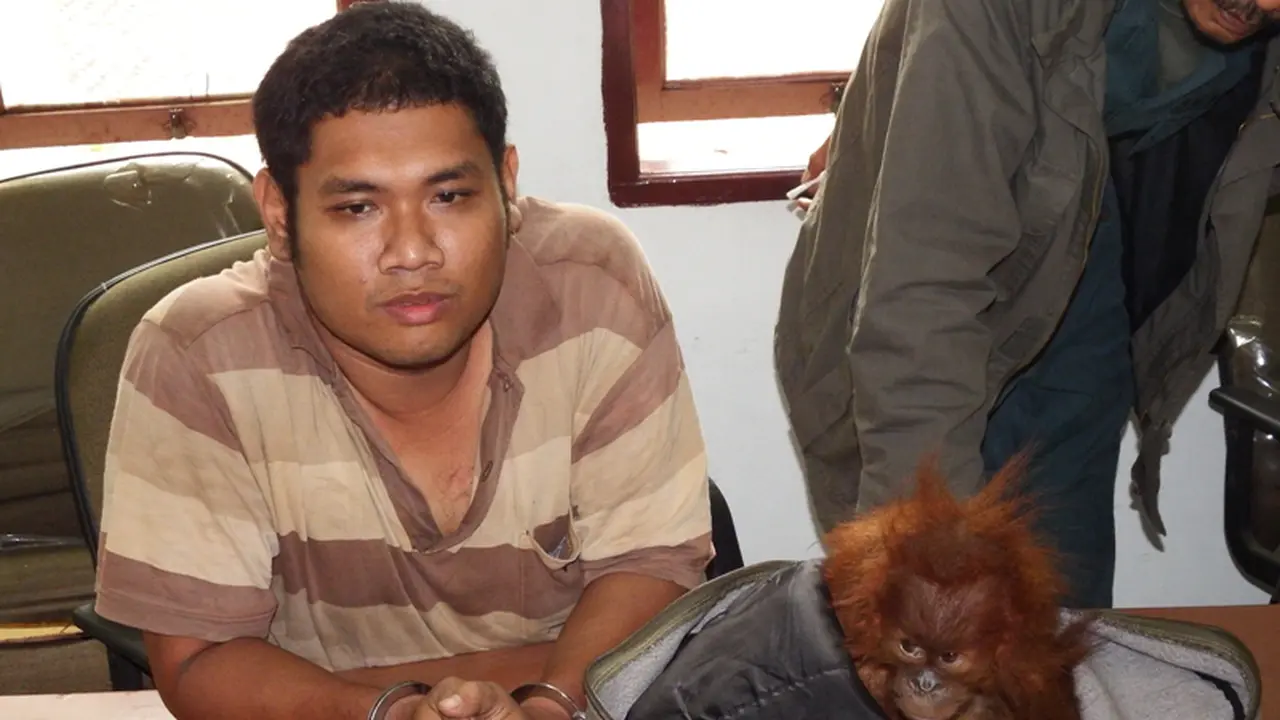 Diduga Jual Orangutan Sumatera, Pria Medan Dibui
