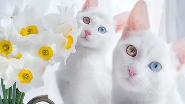 10 Kucing Paling Cantik Di Dunia Cute Banget Bikin Gemas Fashion Fimela Com