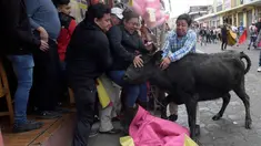 Seekor banteng muda dielus-elus oleh para penonton dalam acara lari dikejar banteng di Pillaro, Ekuador, 4 Agustus 2018. Dalam acara ini, lusinan banteng dilepas dan berlari menabraki para pengunjung yang memadati jalan. (AP/Dolores Ochoa)