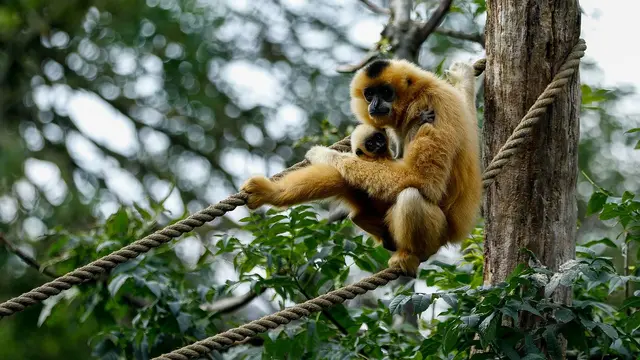 Potret siamang yang menggendong anaknya (Pixabay)