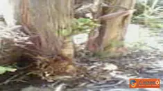 Citizen6, Bali: Pohon Pisang yang tumbuh tanpa daun di Pengulon, Kec. Gerokgak, Singaraja, Bali. Pohon ini hanya ada batang dan buahnya saja. Yang unik, Pohon Pisang ini sangat pendek. (Pengirim: Ira Herawati)