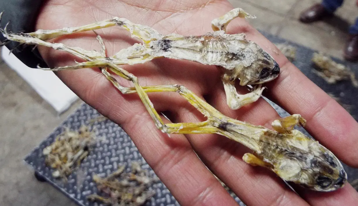 Penampakan benda yang mirip katak kering dijual di pasar hewan di Trujillo, Lima, Peru (12/7). Menurut PBB perdagangan hewan liar adalah bisnis ilegal terbesar ketiga di dunia setelah obat-obatan dan senjata. (AFP PHOTO)