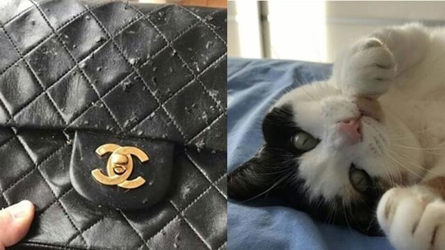 Tingkah kucimg (Sumber: Boredpanda)